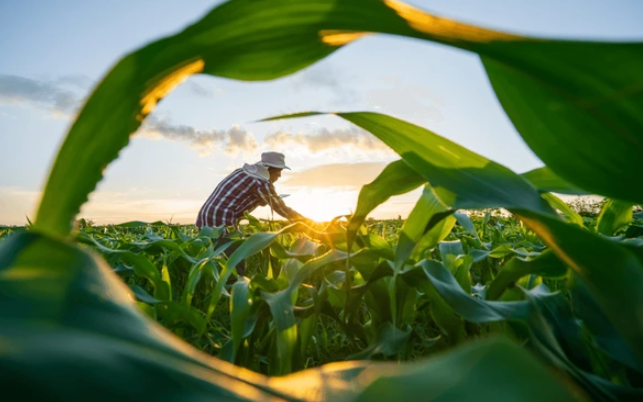 agriculture 2nd