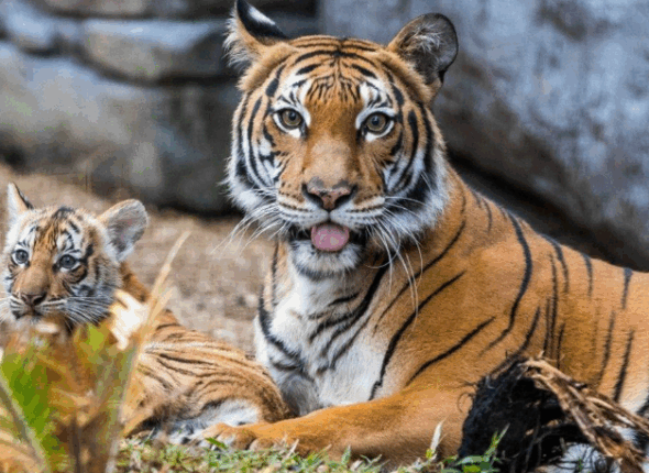 thumb basicsci&tech p52